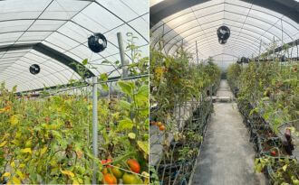 溫室牛番茄最佳拍檔：產業用增壓扇的全面優勢解析