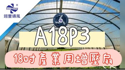 【臭氧殺菌，每口都是新鮮空氣】獅皇42吋DC不鏽鋼變頻水冷扇（SD42AR）